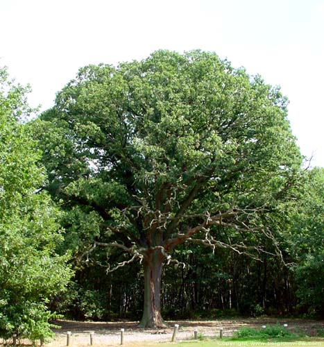 Oude eik vlakbij 1000 jarige eik LUMMEN foto 