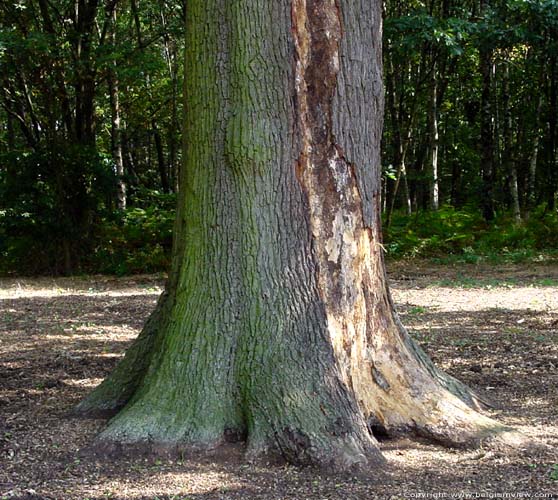 Oude eik vlakbij 1000 jarige eik LUMMEN / BELGI Eerste teken van verval : er is een stuk van de schors verdwenen.