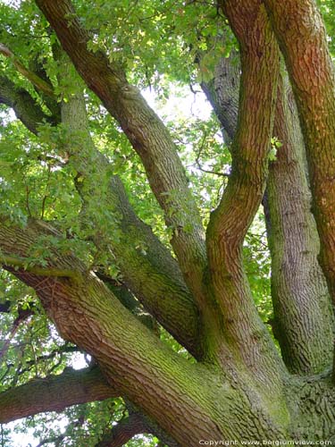 Old oak close to 1000 year old oak LUMMEN / BELGIUM 