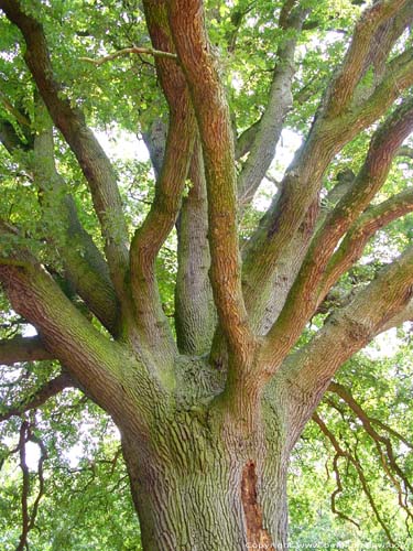 Old oak close to 1000 year old oak LUMMEN / BELGIUM 