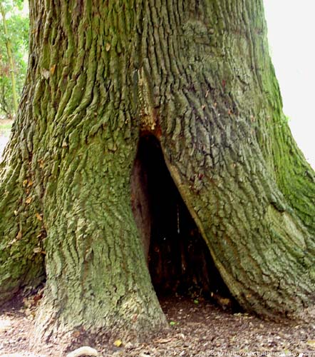Old oak close to 1000 year old oak LUMMEN / BELGIUM 
