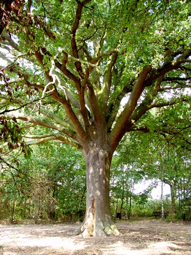 Old oak close to 1000 year old oak LUMMEN / BELGIUM 