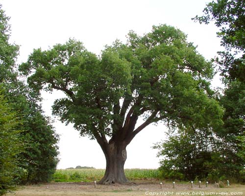 Thousand year old oak LUMMEN / BELGIUM 