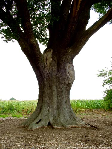 Thousand year old oak LUMMEN / BELGIUM 