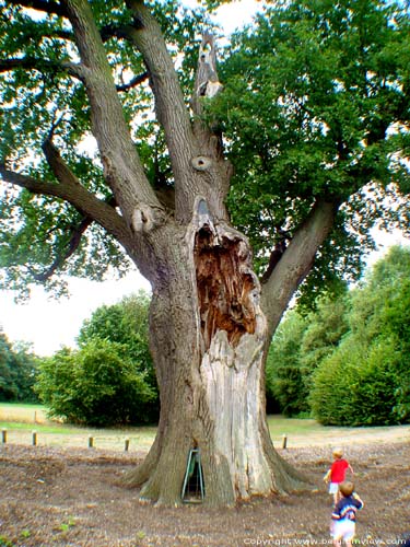 Thousand year old oak LUMMEN / BELGIUM 