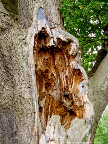 Thousand year old oak LUMMEN / BELGIUM 