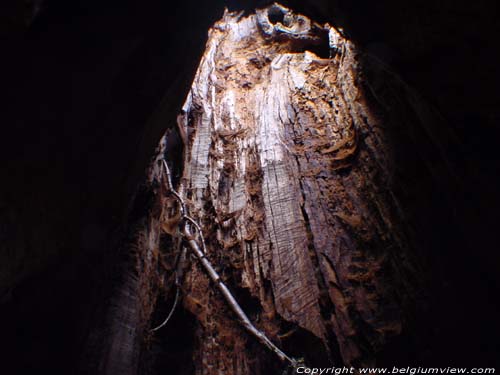 Thousand year old oak LUMMEN / BELGIUM 
