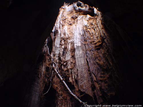 Thousand year old oak LUMMEN picture 