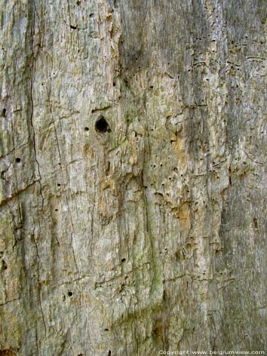 Thousand year old oak LUMMEN / BELGIUM 