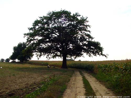 Oude eik SCHERPENHEUVEL / SCHERPENHEUVEL - ZICHEM foto 