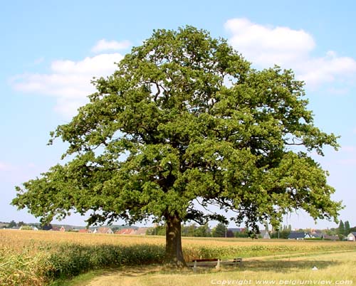 Oude eik SCHERPENHEUVEL / SCHERPENHEUVEL - ZICHEM foto 