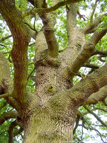 Old oak SHARP HILL - ZICHEM / BELGIUM 