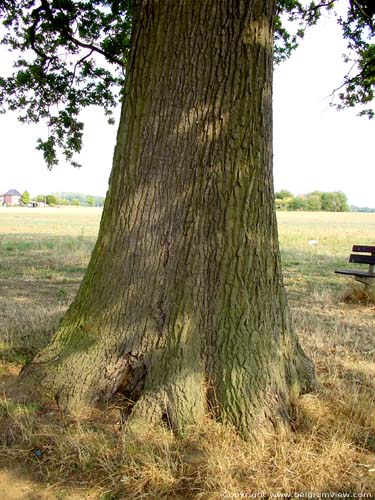 Oude eik SCHERPENHEUVEL in SCHERPENHEUVEL - ZICHEM / BELGI 