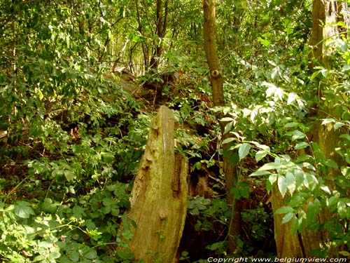 Droogmansoak (Stal) KOERSEL in BERINGEN / BELGIUM 