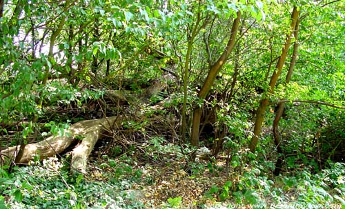 Droogmanseik (Stal) KOERSEL in BERINGEN / BELGI De brokstukken van de boom liggen verdeeld in het bos.