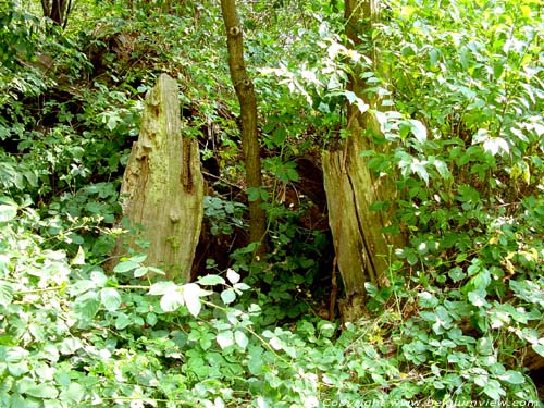 Droogmanseik (Stal) KOERSEL in BERINGEN / BELGI Midden in de cirkel die overblijft van de levende buitenkant van deze eik groeit een nieuwe boom (geen eik deze keer)