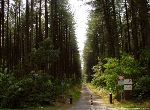 Cycle Path BEVERLO / BERINGEN picture 