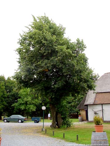 Grande Ferme LOMMEL photo 