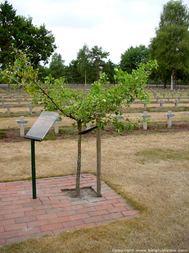 Duits militair kerkhof LOMMEL foto Ginkgo of Japanse noteboom, gepland in 1995 als aandenken aan 50 jaar vrede.