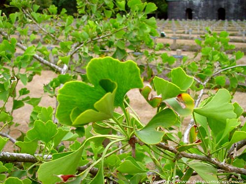 Duits militair kerkhof LOMMEL / BELGI Bladeren van de Ginkgo (Japanse noteboom).