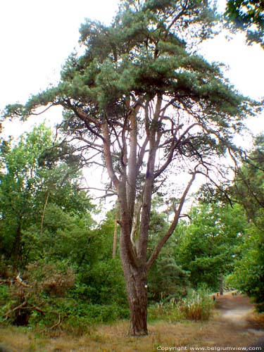 Pinus Sylvestris close to High Mouw KASTERLEE / BELGIUM 