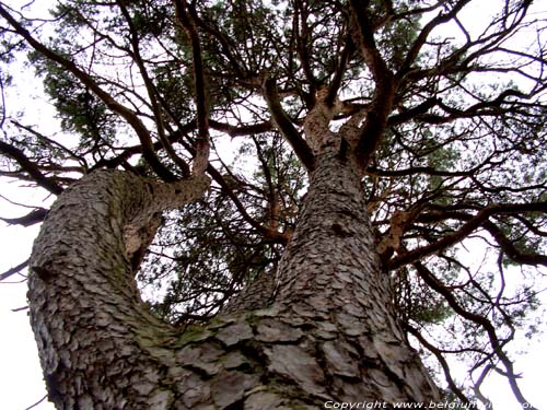 Pinus Sylvestris près de Hoge Mouw KASTERLEE photo 