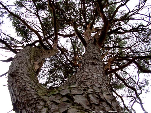 Pinus Sylvestris prs de Hoge Mouw KASTERLEE / BELGIQUE 