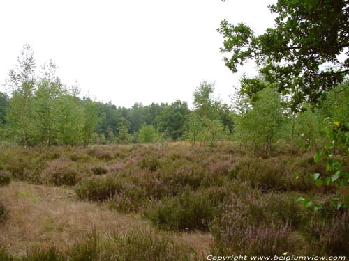 Terhaagdoornheide HOUTHALEN-HELCHTEREN / BELGIQUE 