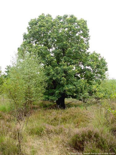 Terhaagdoornheide HOUTHALEN-HELCHTEREN foto