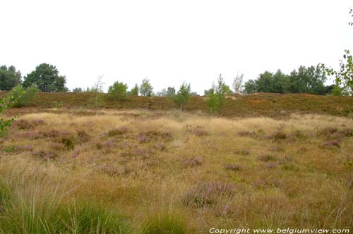 Terhaagdoornheide HOUTHALEN-HELCHTEREN / BELGIUM 