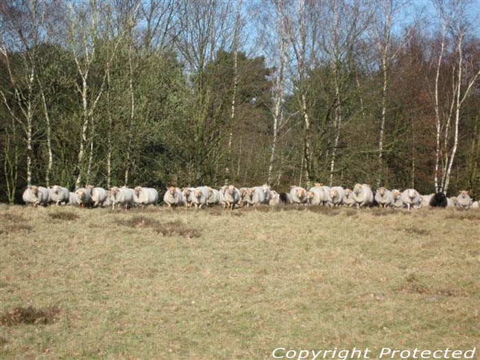 Terhaagdoornheide HOUTHALEN-HELCHTEREN / BELGI 