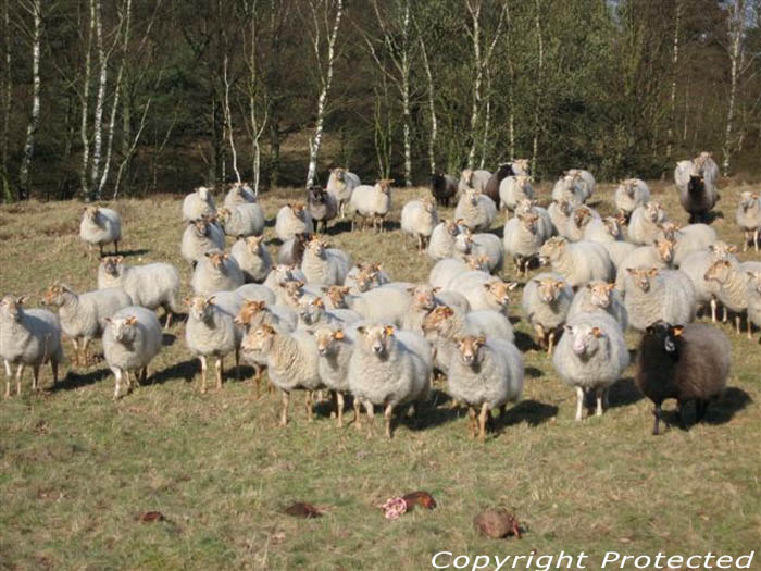 Terhaagdoornheide HOUTHALEN-HELCHTEREN foto 