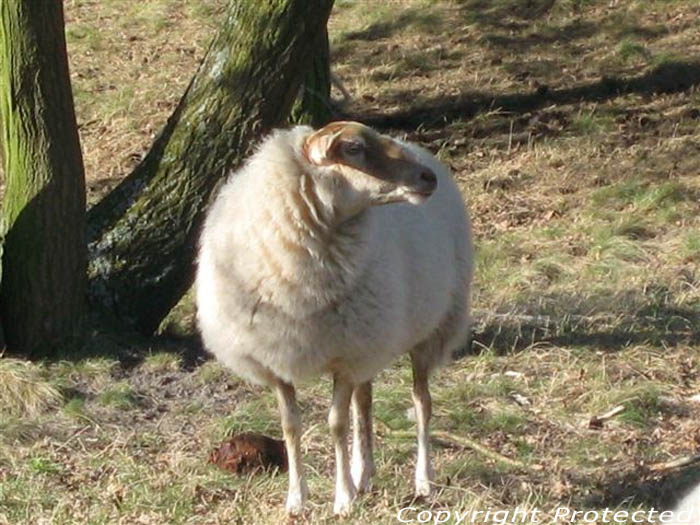 Terhaagdoornheide HOUTHALEN-HELCHTEREN foto 