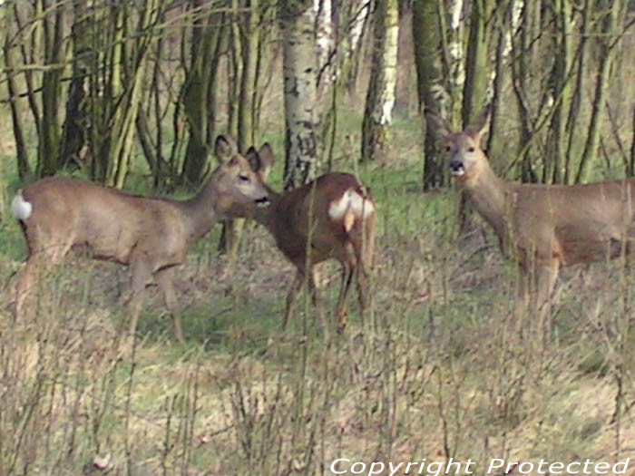 Terhaagdoornheide HOUTHALEN-HELCHTEREN foto