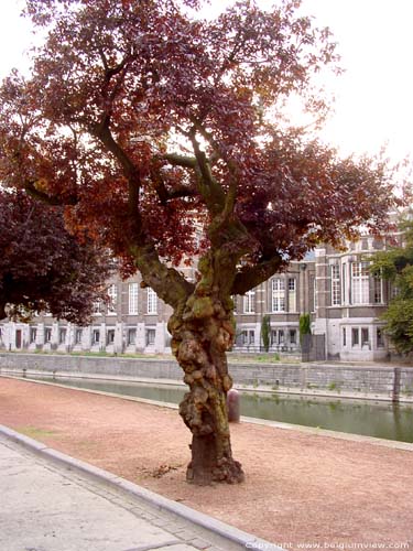 Arbre avec du cancer DENDERMONDE  TERMONDE / BELGIQUE 