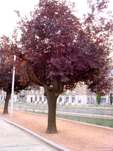 Arbre avec du cancer DENDERMONDE / TERMONDE photo 