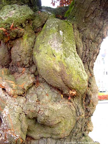 Tree with cancer DENDERMONDE / BELGIUM 