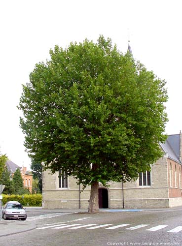 Platane LAARNE / BELGIQUE 