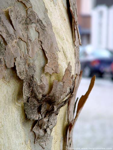 Plataan LAARNE / BELGI Typisch voor platanen is de schors die van de boom afvalt.