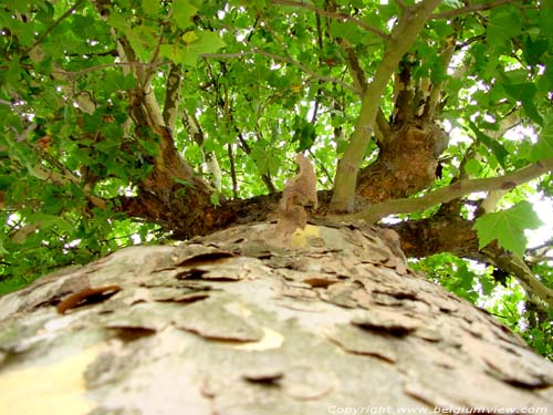 Plane-tree LAARNE picture 