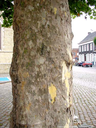 Plane-tree LAARNE / BELGIUM 