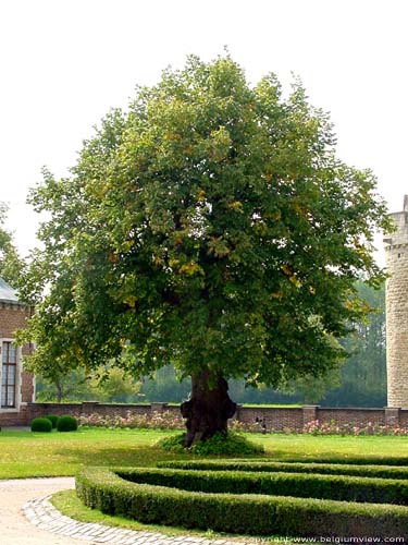 Lindebomen bij kasteel van Laarne LAARNE foto Uitgeholde lindeboom.