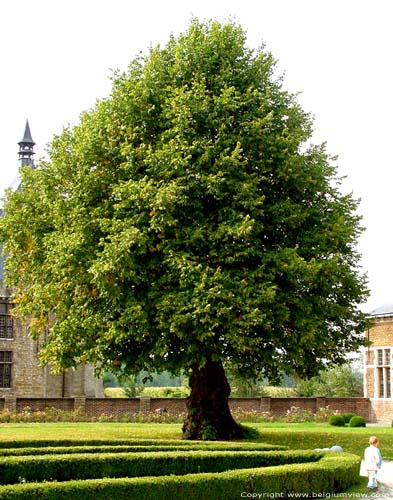 Lindebomen bij kasteel van Laarne LAARNE / BELGIË Niet-uitgeholde lindeboom. Heeft duildelijk een gezondere uitstraling als zijn buur.