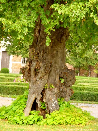 Lime-trees from Laarne castle LAARNE / BELGIUM 