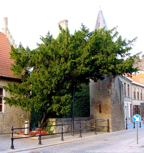 Arbre de Caesar LO-RENINGE / BELGIQUE 