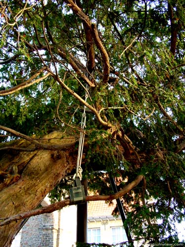 Arbre de Caesar LO-RENINGE photo