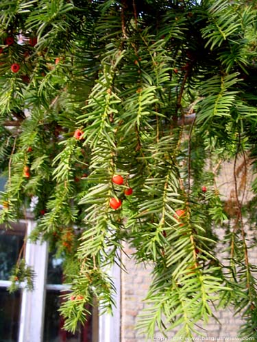 Caesarstree LO-RENINGE picture