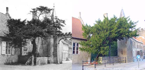 Caesarstree LO-RENINGE picture