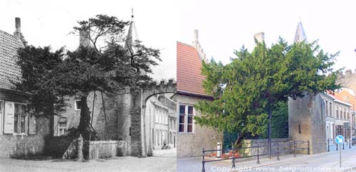 Arbre de Caesar LO-RENINGE photo 