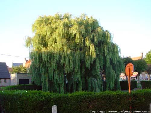 Oude treurwilg LO-RENINGE foto